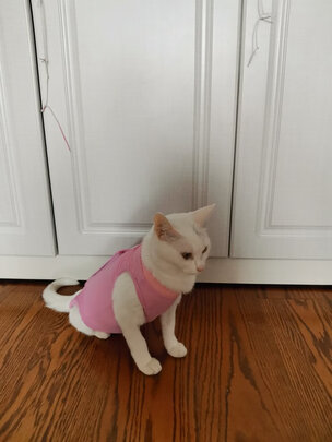 猫咪手术服