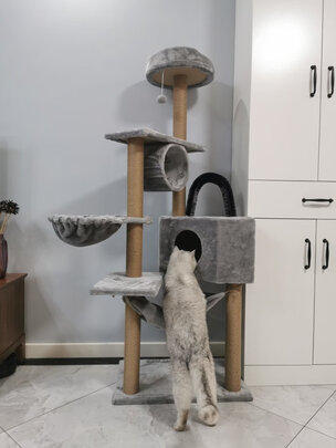 猫爬架