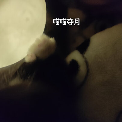 猫包