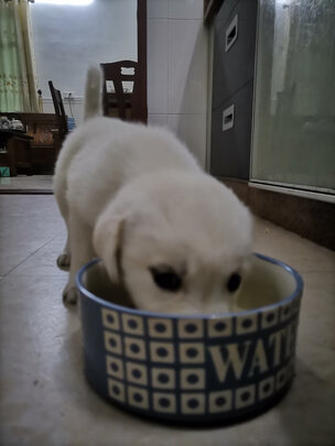 狗粮