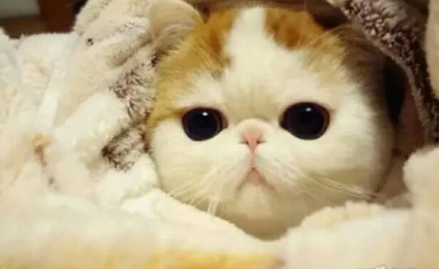  猫笼