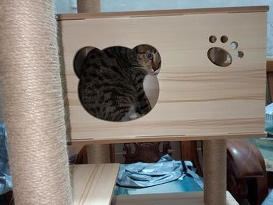 猫爬架