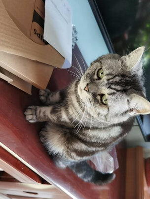 猫罐头