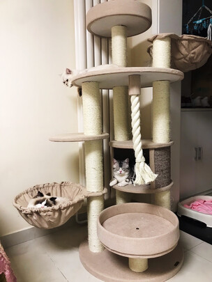 猫爬架