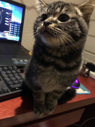 猫咪指甲剪