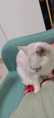 豆腐猫砂