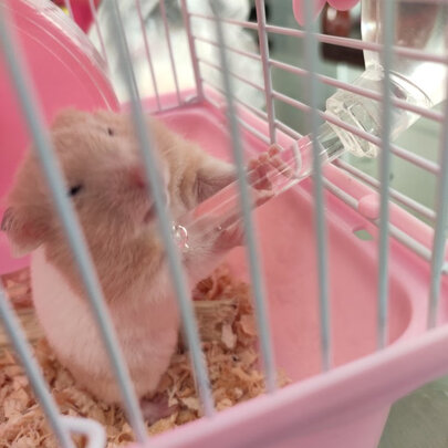 仓鼠水壶