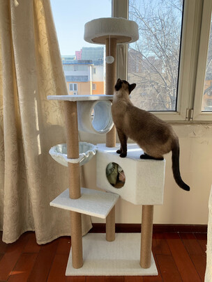 猫爬架