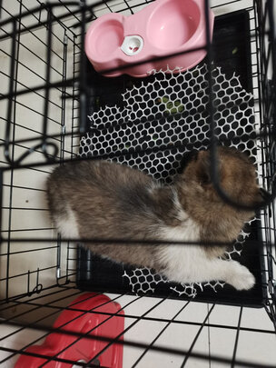 狗笼