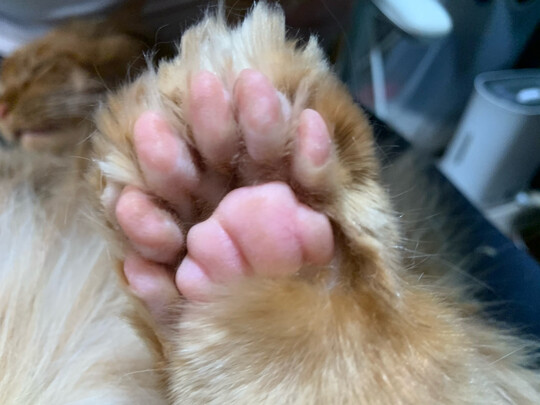  猫咪剃脚毛器