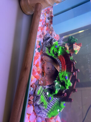 鱼缸鹅卵石