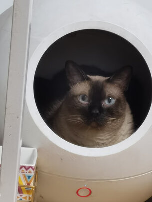 猫粮罐头