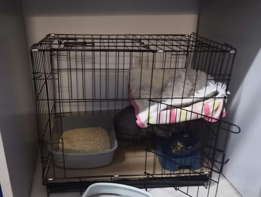  猫笼
