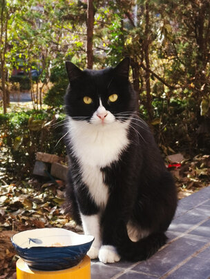 猫零食