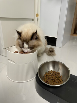 猫碗狗碗