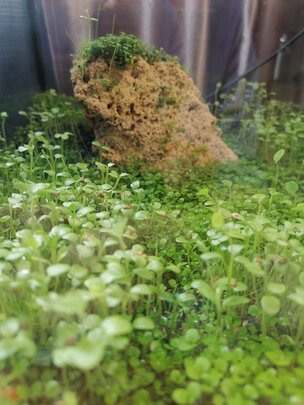 水草泥