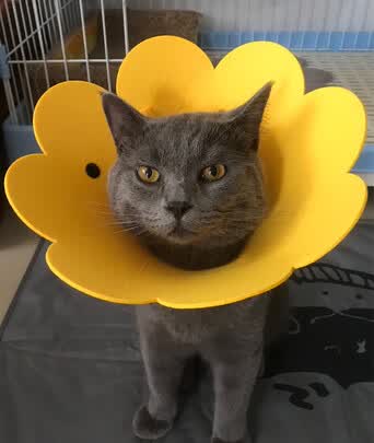 一:选购欢宠网伊丽莎白圈猫项圈建议