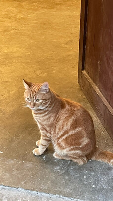 猫冻干