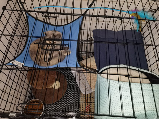 猫笼