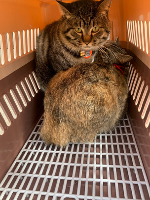 猫包