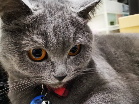 豆腐猫砂