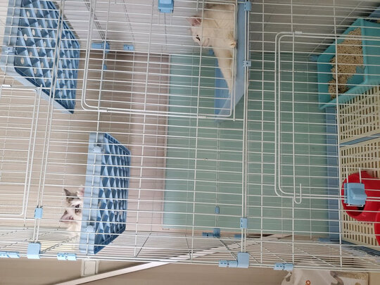  宠物电推剪