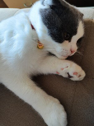 猫项圈