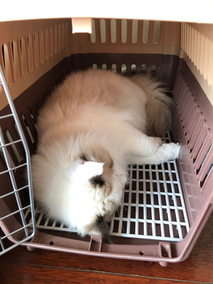 猫包