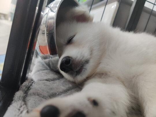  狗笼