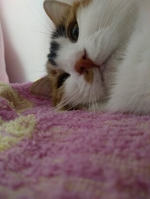 豆腐猫砂