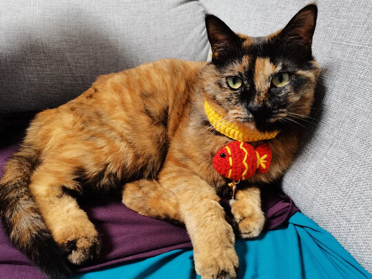 猫冻干