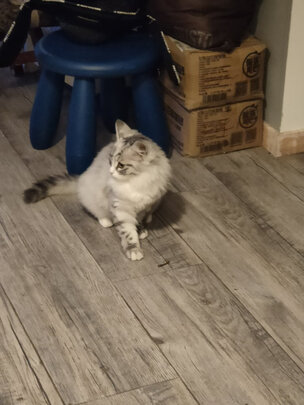 猫包
