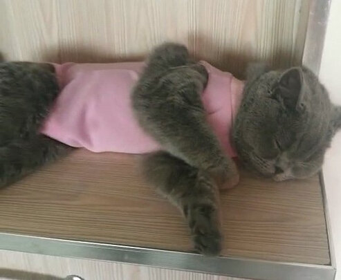 猫咪手术服