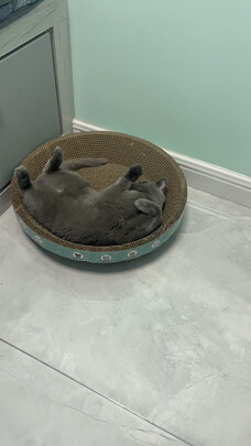 猫抓板