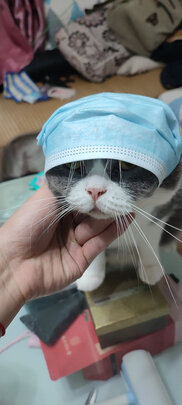 猫罐头