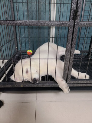 狗厕所