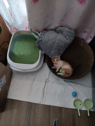 猫砂盆