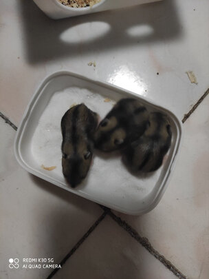 仓鼠浴沙