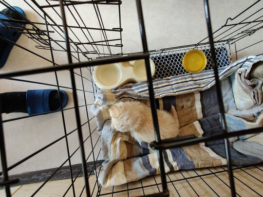  狗笼