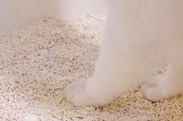 豆腐猫砂
