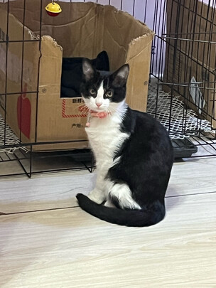 猫包