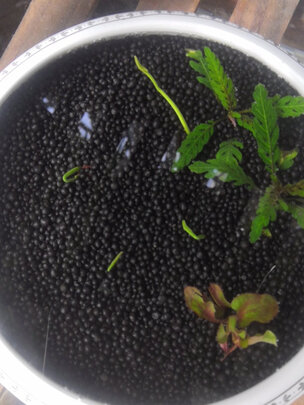 水草泥