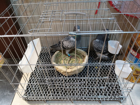 鸟笼