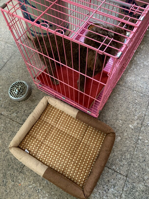 狗窝