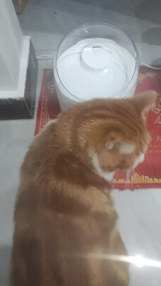 宠物饮水机
