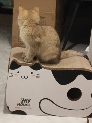 猫窝