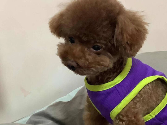 狗狗沐浴露