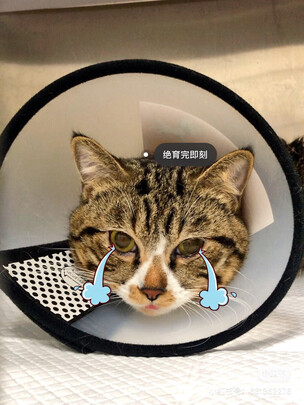 猫项圈