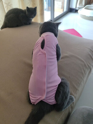 猫咪手术服