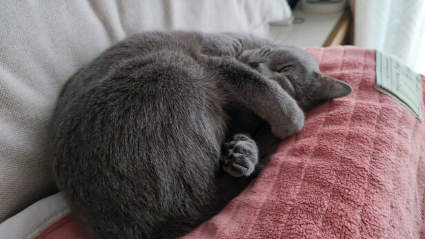 膨润土猫砂